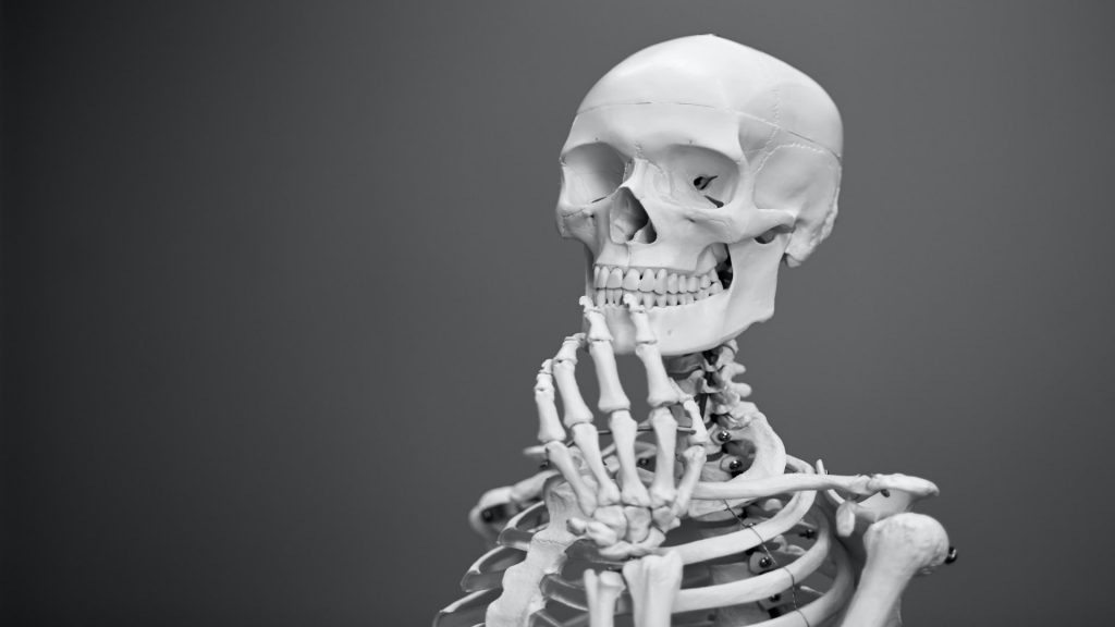 Anatomia Esqueleto