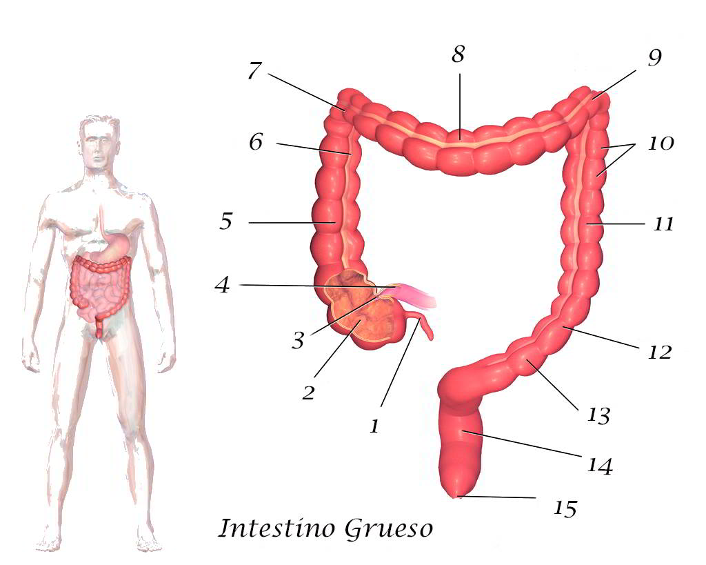 Aparato digestivo intestino grueso